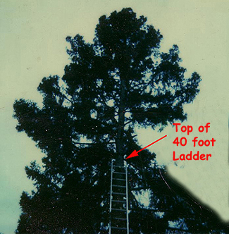 40' Ladder in Tree